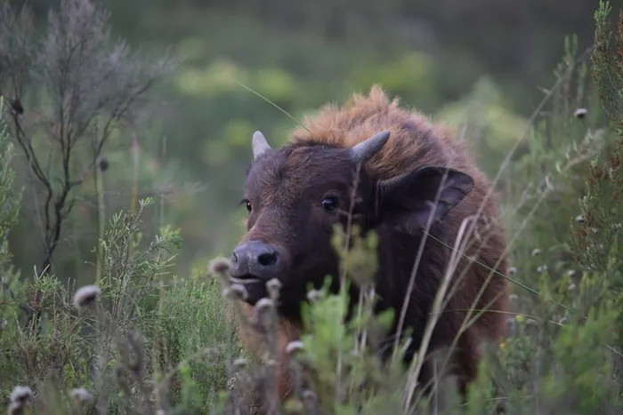 Buffalo calf