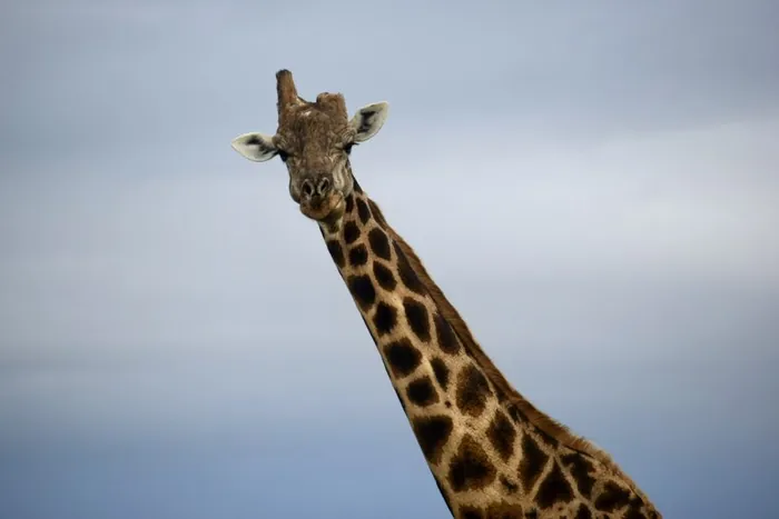 Giraffe
