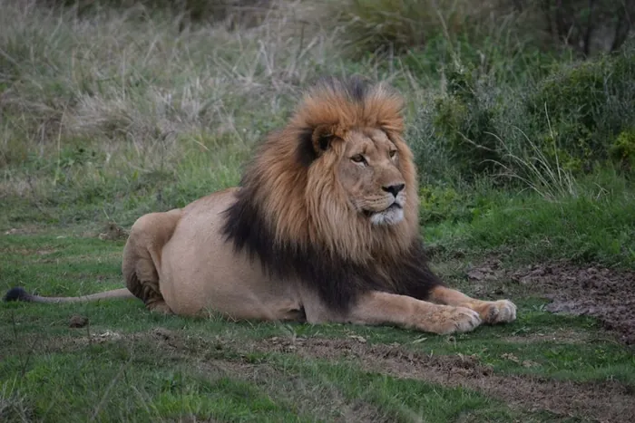 Lion